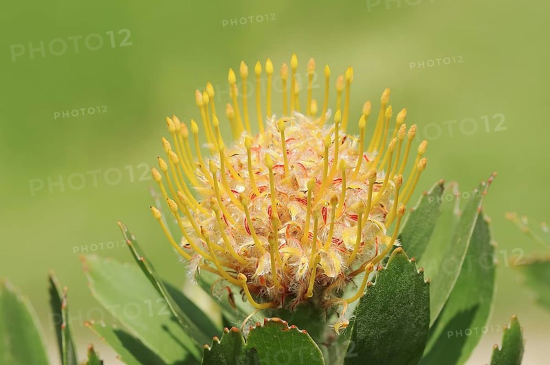 Pincushion protea or tree pincushion (Leucospermum conocarpodendron), flower, native to South Africa