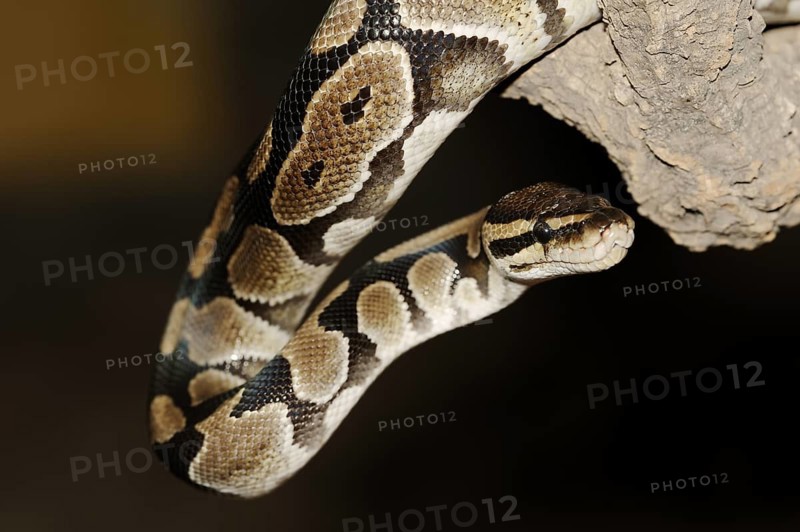 Royal python (Python regius), captive, occurring in Africa