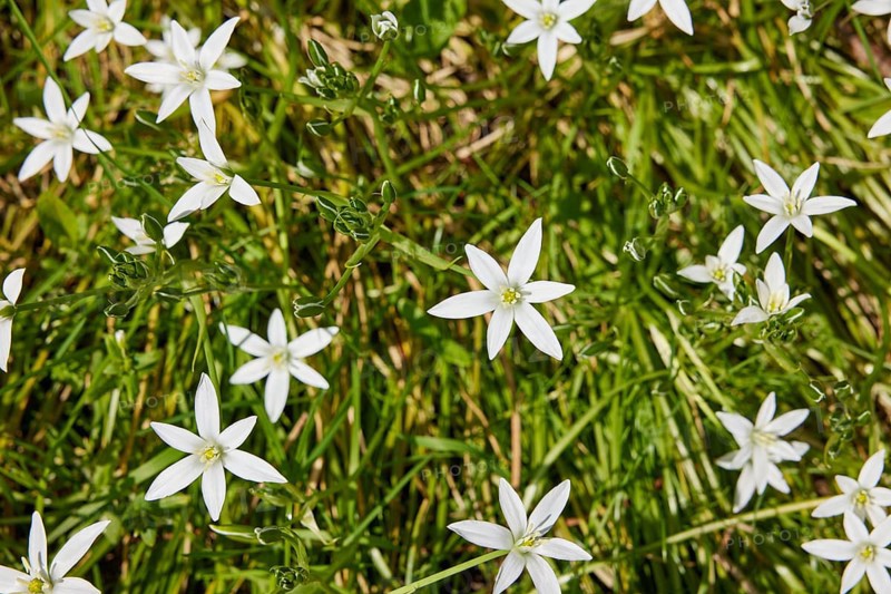 Umbellate star-of-bethlehem (Ornithogalum umbellatum) at the roadside in Friedrichstadt, district of Nordfriesland, Schleswig-Holstein, Germany, Europe