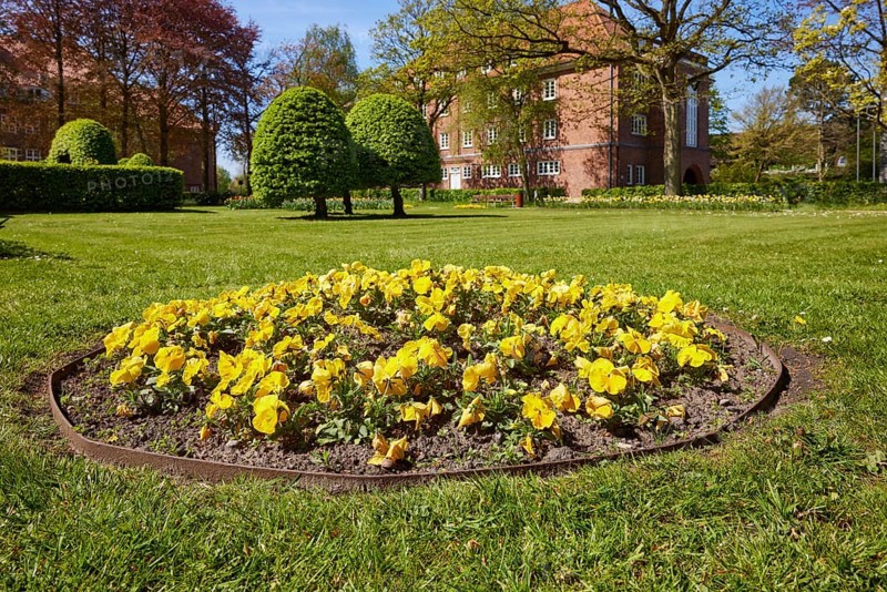 Round bed with yellow garden pansies (Viola xwittrockiana) in the Marktstrasse park in Niebuell, Nordfriesland district, Schleswig-Holstein, Germany, Europe
