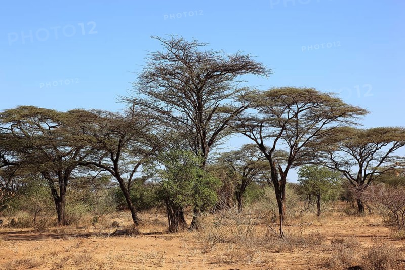 Southern Ethiopia, Omo region, umbrella acacia, Vachellia tortilis, genus Vachellia, subfamily of the mimosa family, Mimosoideae, family of the legume family, Fabaceae, can be described as an African landmark, Ethiopia, Africa