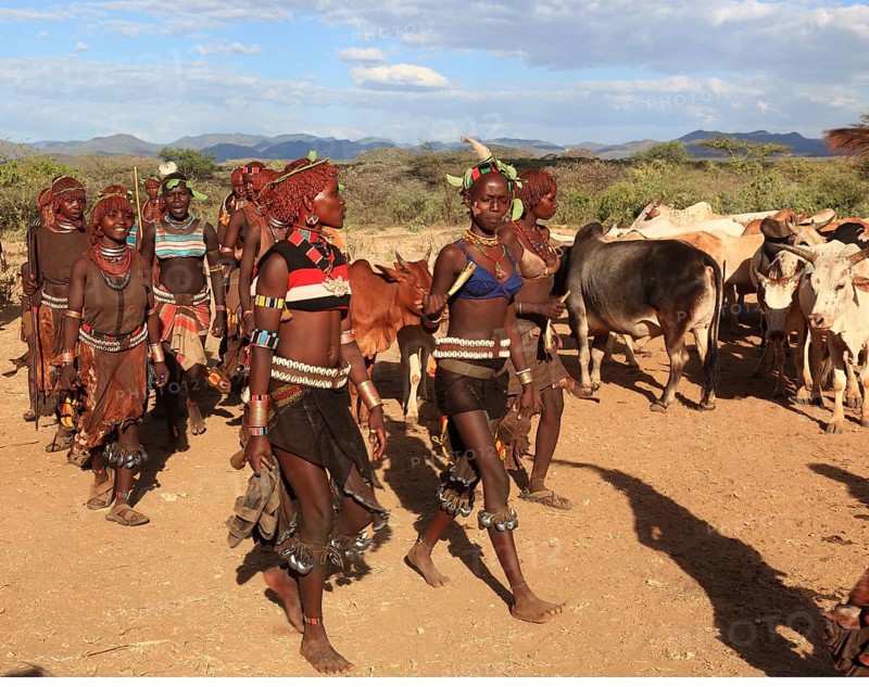South Ethiopia, Omo region, among the tribe of the Hamar, Hamer, Hamma, Hammer, Amar or Amer, bulls for the initiation ritual, ceremony, the bull jump, Ethiopia, Africa