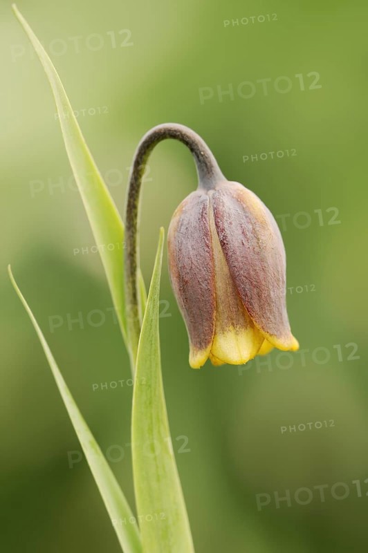 Turkish checkerboard flower or Michailovsky's fritillary (Fritillaria michailovskyi), flowers, ornamental plant, North Rhine-Westphalia, Germany, Europe