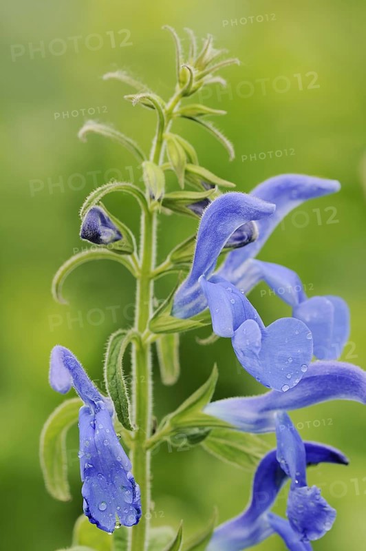 Gentian sage (Salvia patens), flowers, native to Central America