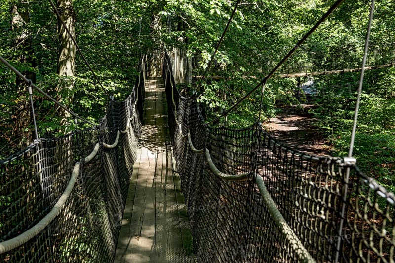 Treetop path with suspension bridges, spanned between beech trees, ropes, nets, beech forest, excursion, Hoherodskopf summit, Tertiary volcano, Schotten, Vogelsberg Volcano Region nature park Park, Hesse, Germany, Europe