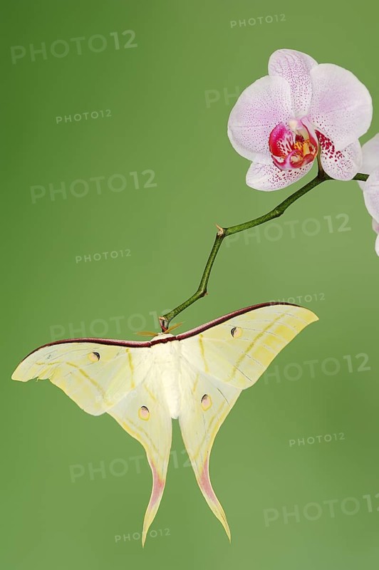 Indian luna moth (Actias selene), male on butterfly orchid (Phalaenopsis hybride), captive, occurrence in Asia