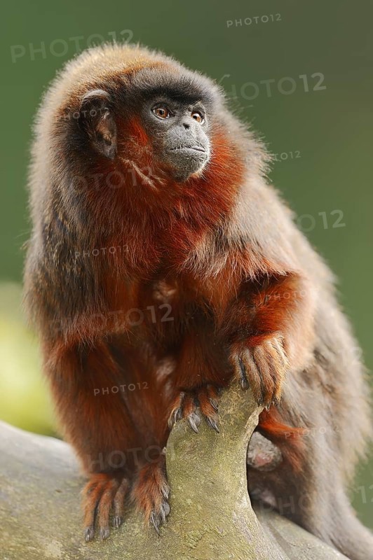Coppery titi or red titi (Plecturocebus cupreus, Callicebus cupreus), captive, occurring in Brazil and Peru