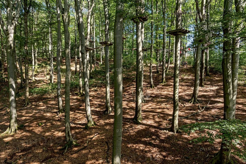 Platforms, ropes, rope ladders, suspension bridges, beech trees in the climbing forest, beech forest, excursion, Hoherodskopf summit, Tertiary volcano, Schotten, Vogelsberg Volcano Region nature park Park, Hesse, Germany, Europe