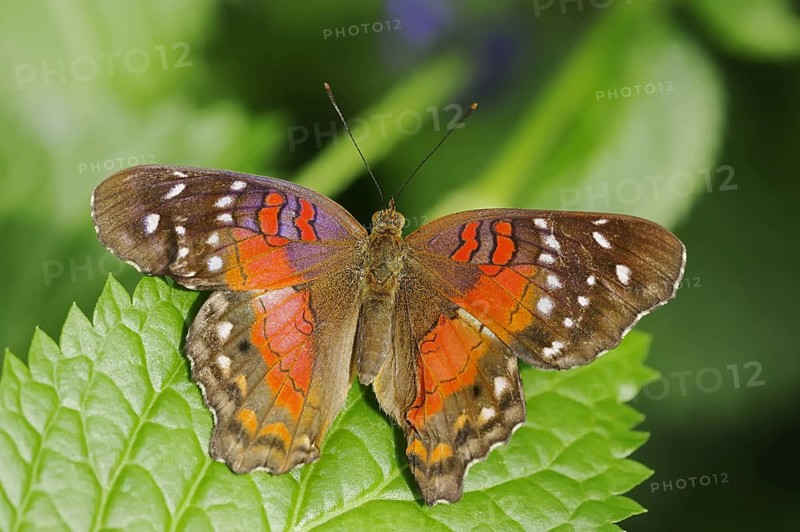 Red Brown Peacock (Brown Peacock) captive, occurring in Central and South America