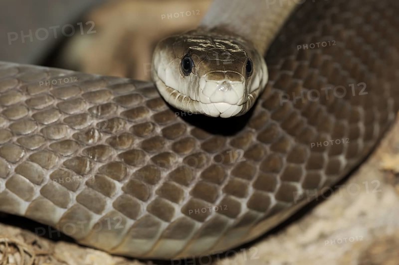 Black mamba (Dendroaspis polylepis), captive, occurring in Africa