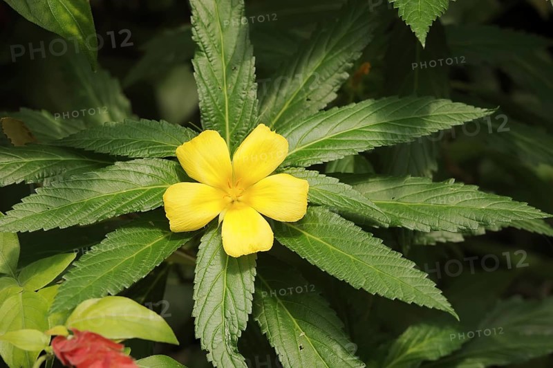 Large-leaved damiana (Turnera ulmifolia), flower, native to Central America