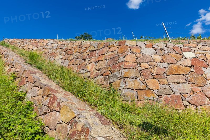 Winery at the Goldener Wagen. Listed dry stone walls with special vegetation. The walls store the sun's heat during the day and release it to the vines at night, Radebeul, Saxony, Germany, Europe