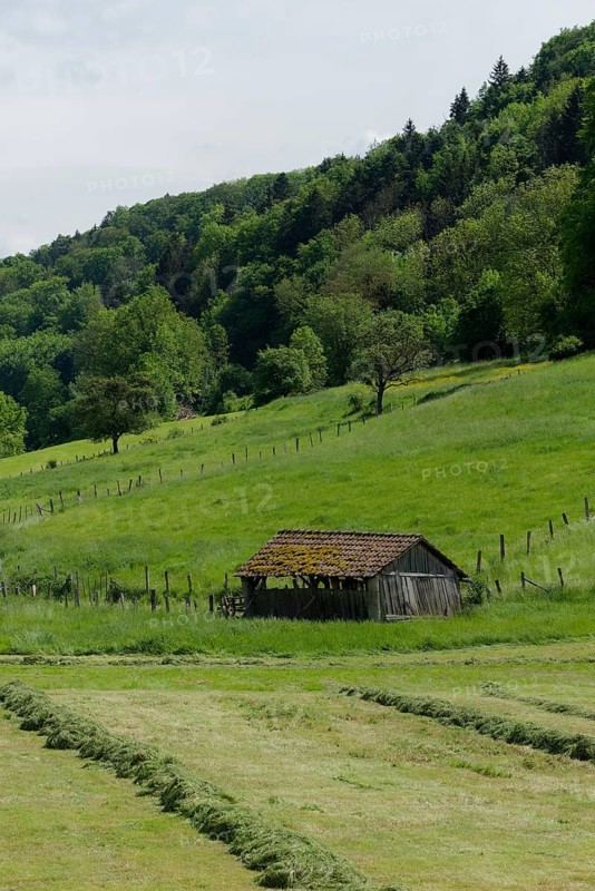 Mown meadow in Buehlertal near Unterscheffach, meadow, meadow mowing, mowing, May, spring, Schwaebisch Hall, Hohenlohe, Heilbronn-Franken, Baden-Wuerttemberg, Germany, Europe