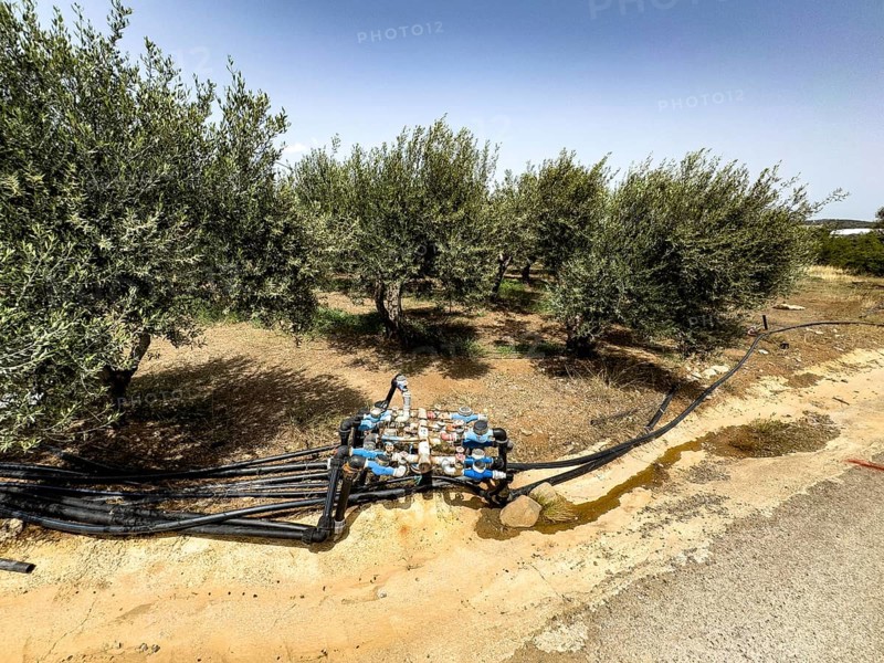 Irrigation irrigation distributor irrigation system water supply with high water consumption of for olive trees (Olea europaea) olive tree on plantation of olive olive plantation with nutrient-poor soil system of water taps water crane water cranes many hoses water hoses, Crete, Greece, Europe