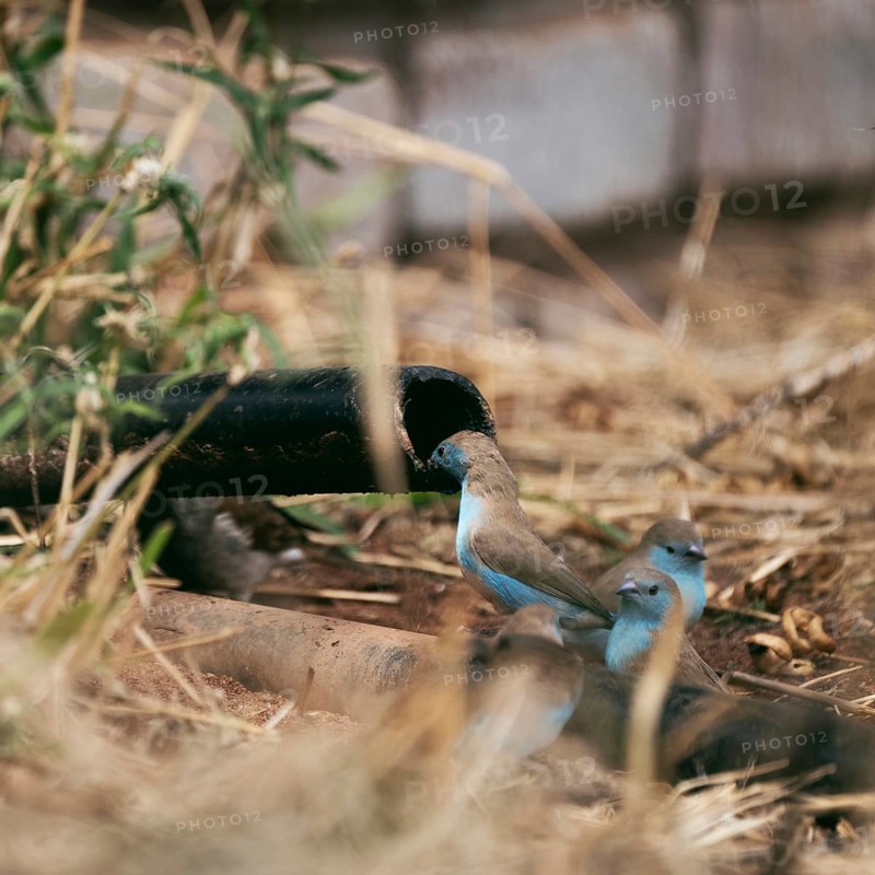 Blue Astrild, Limpopo, South Africa, Africa