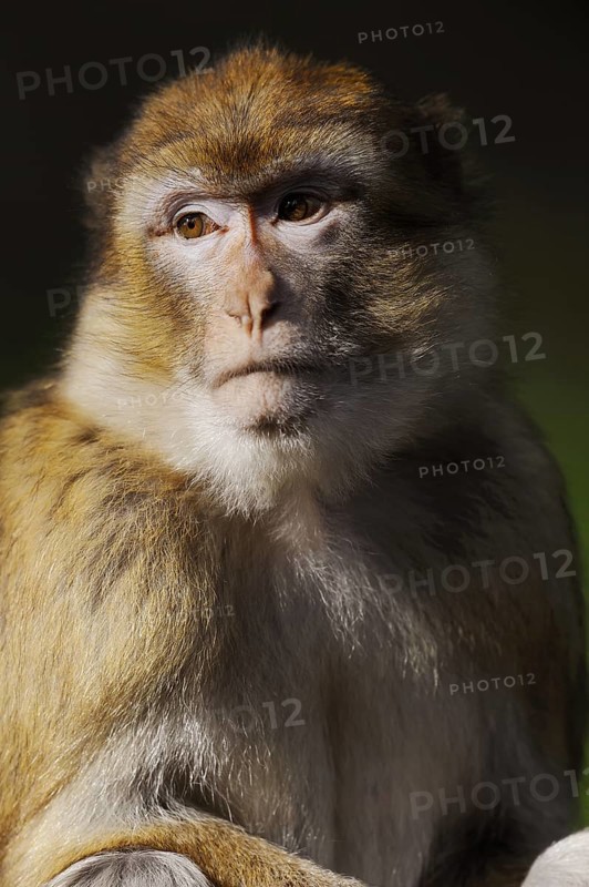 Barbary macaque (Macaca sylvanus), captive, portrait, occurring in Morocco, Algeria and Gibraltar