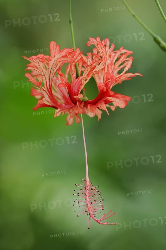 Coral mallow or coral hibiscus (Hibiscus schizopetalus), flower, native to Africa, ornamental plant, North Rhine-Westphalia, Germany, Europe