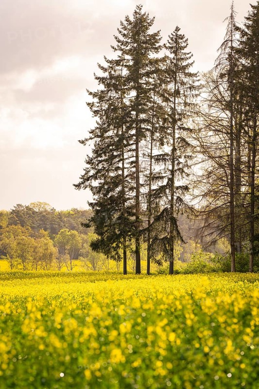 Large trees stand next to a flower meadow under a cloudy sky, the light brings a pleasant atmosphere, spring, Calw, Black Forest, Germany, Europe