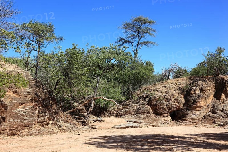Southern Ethiopia, Omo Region, Trees on the banks of the dry riverbed, Wadi, Ethiopia, Africa