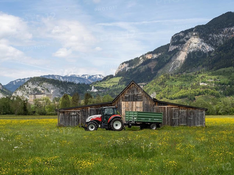 Meadow with tall buttercups (Ranunculus acris), greater buttercup, common buttercup, behind hay barn with tractor, near Irdning, Styria, Austria, Europe