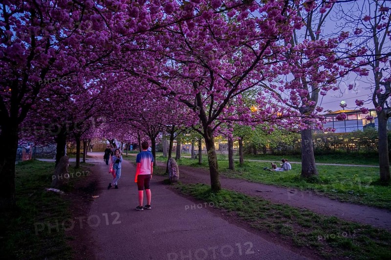 Germany, Berlin, 08.04.2024, Cherry blossom Norwegerstrasse / Norwegerweg, (Bornholmer Strasse / Boesebruecke), Europe