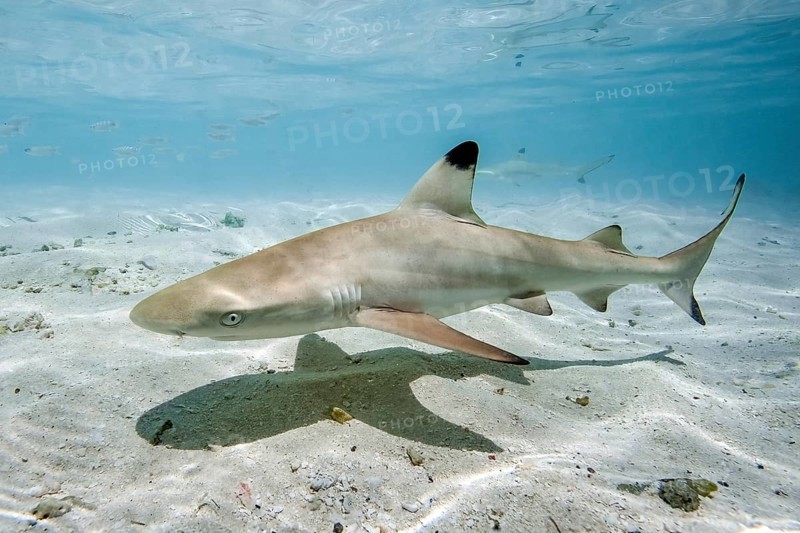 Juvenile blacktip reef shark (Carcharhinus melanopterus) swimming in shallow lagoon over sand casting shadow silhouette on sandy seabed off Maldives Island, Indian Ocean, Embudu, South Male Atoll, Maldives, Asia