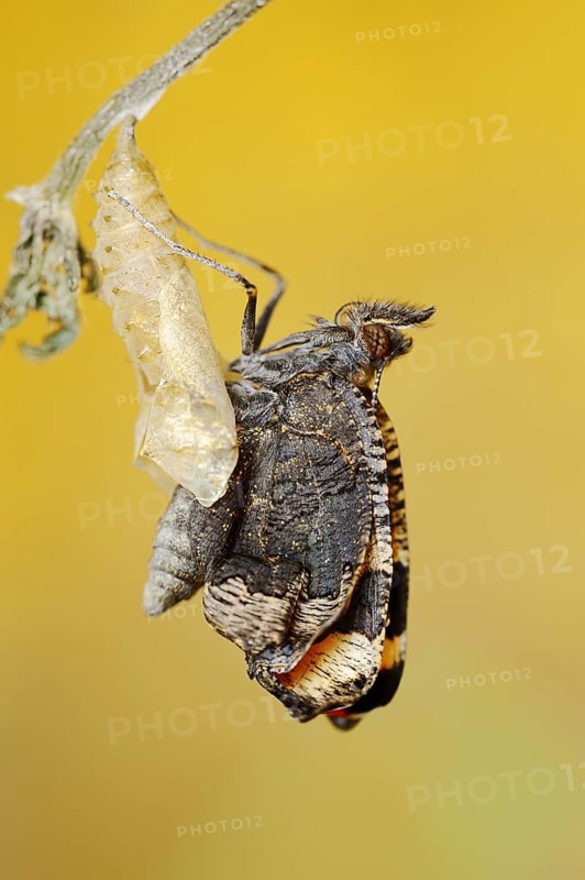 Small tortoiseshell (Nymphalis urticae, Aglais urticae) freshly hatched, North Rhine-Westphalia, Germany, Europe