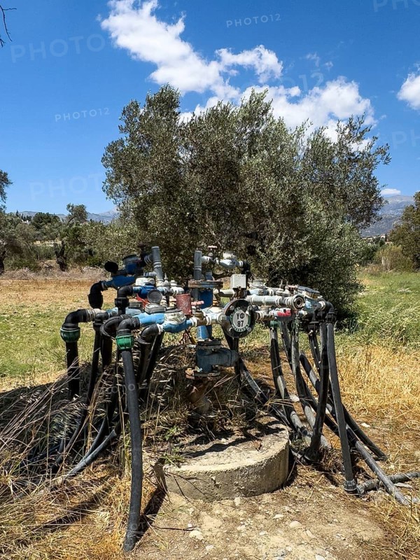 Irrigation irrigation distributor water supply of olive trees (Olea europaea) olive tree on plantation of olive olive plantation with nutrient-poor soil system of water taps water crane water cranes many hoses water hoses, Crete, Greece, Europe