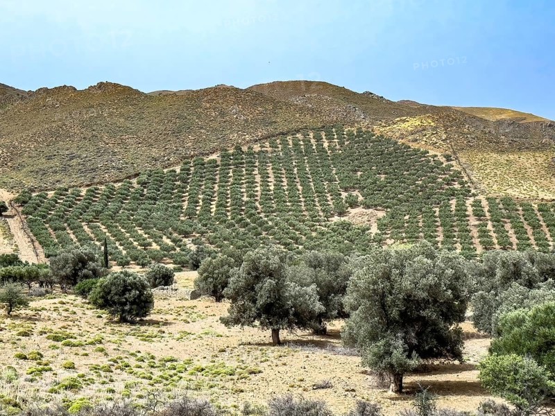 Olive plantation on the edge of Messara Plain Asterousia Mountains, Crete, Greece, Europe