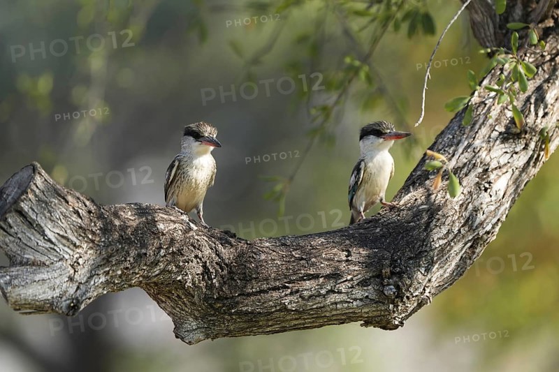 Streifenliest, Limpopo, South Africa, Africa