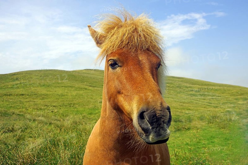 Curious Shetland pony looks into the camera, Shetland Islands, Scotland, Great Britain