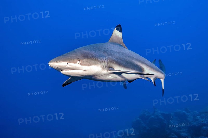 Blacktip reef shark (Carcharhinus melanopterus) Blacktip reef shark swimming over coral reef in search of prey, Pacific Ocean, Yap Island, Yap State, Caroline Islands, FSM, Federated States of Micronesia, Australia, Oceania
