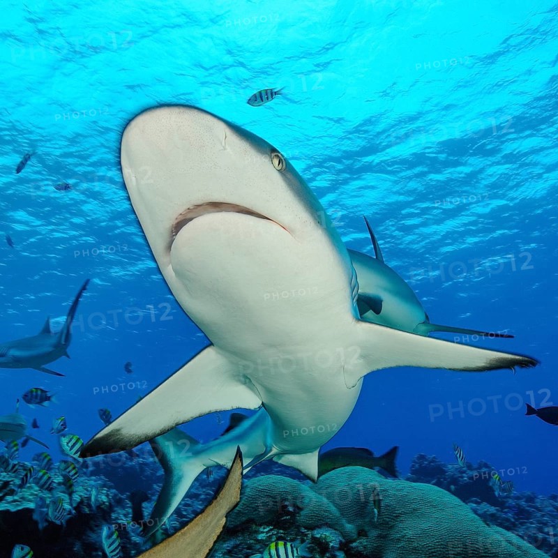 Extreme close-up of Grey reef shark (Carcharhinus amblyrhynchos) with spread fins shark fins shark fins swimming towards viewer, Pacific Ocean, Yap Island, Yap State, Caroline Islands, FSM, Federated States of Micronesia, Australia, Oceania