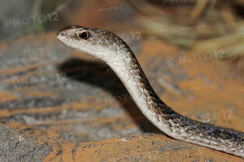 Olive-coloured sand snake or Mozambique sand snake (Psammophis mossambicus), captive, occurring in Africa