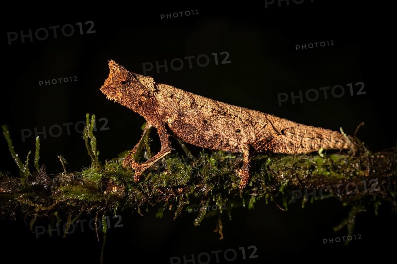 A brown chameleon, perfectly camouflaged, sits on a mossy branch, Madagascar, Africa