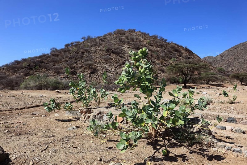 Southern Ethiopia, Omo region, landscape in a valley, Satan's apple, Ethiopia, Africa