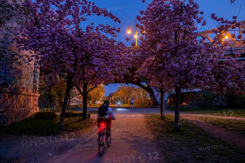 Germany, Berlin, 08.04.2024, Cherry blossom Norwegerstrasse / Norwegerweg, (Bornholmer Strasse / Boesebruecke), Europe