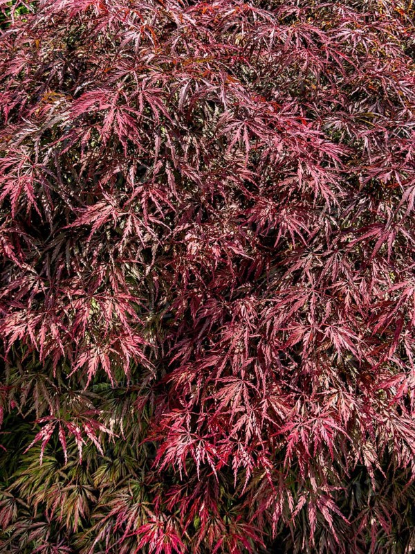Red ornamental maple (Acer palmatum Atropurpureum) Red fan maple Downy Japanese Maple, Germany, Europe