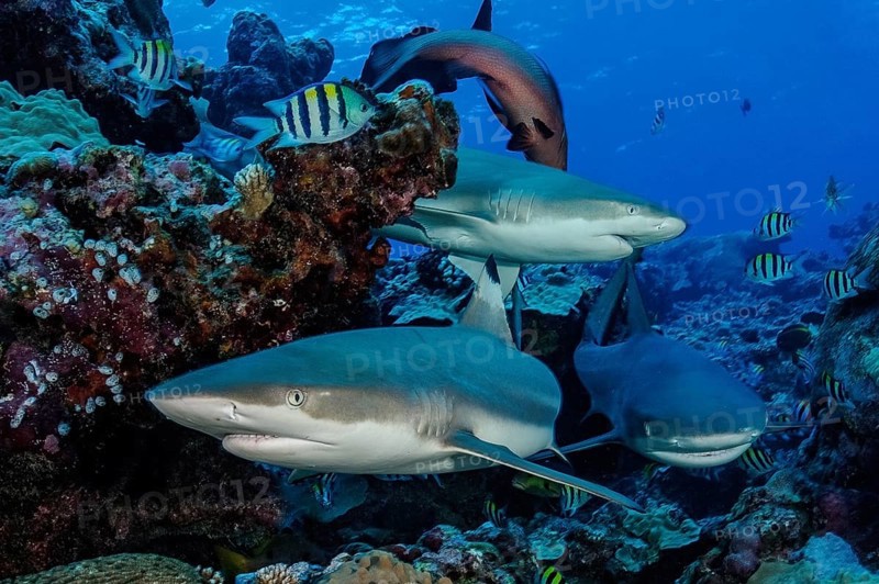 Left Blacktip reef shark (Carcharhinus melanopterus) Blacktip reef shark, right and behind Grey reef shark (Carcharhinus amblyrhynchos) hunting prey swimming through coral reef, Pacific Ocean, Yap Island, Yap State, Caroline Islands, FSM, Federated States of Micronesia, Australia, Oceania