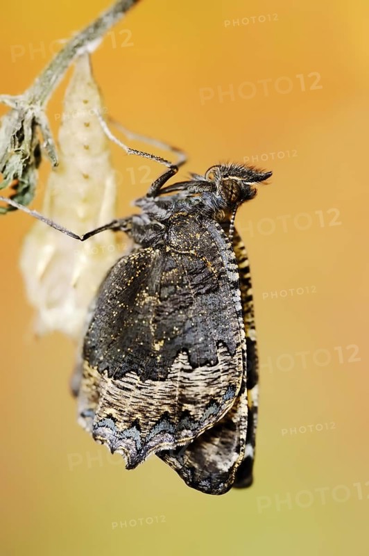 Small tortoiseshell (Nymphalis urticae, Aglais urticae) freshly hatched, North Rhine-Westphalia, Germany, Europe