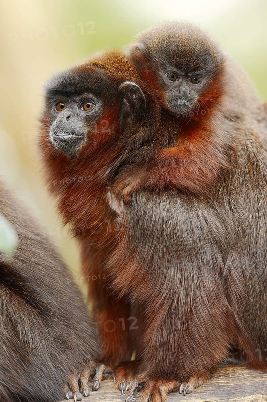 Coppery titi or red titi (Plecturocebus cupreus, Callicebus cupreus), female with young, captive, occurring in Brazil and Peru