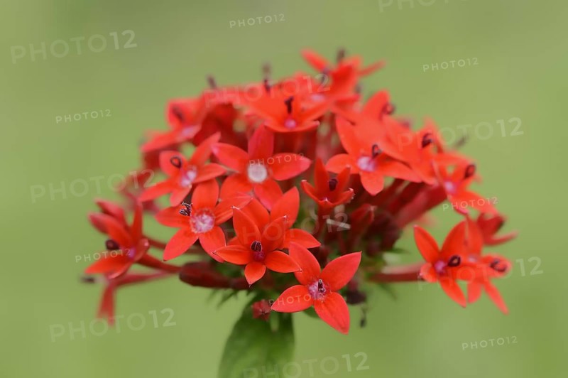 Egyptian starcluster (Pentas lanceolata), flower, native to Africa, ornamental plant, North Rhine-Westphalia, Germany, Europe