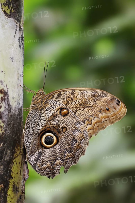 Banana butterfly or fat banana (Pale Owl), captive, occurrence in South America