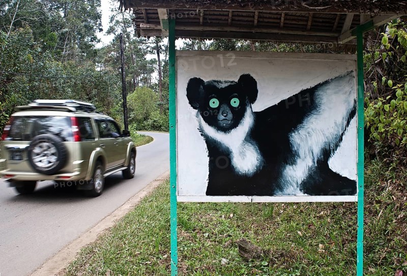 Signpost showing a lemur near a road that crosses a forest inhabited by different species of lemurs. At Andasibe-Mantadia National Park, Madagascar, The lemur painted on the signpost is a black and white ruffed lemur, varecia variegata. The forest is a primary rainforest known for being one of the few places inhabited by the indri, the largest lemur, Africa