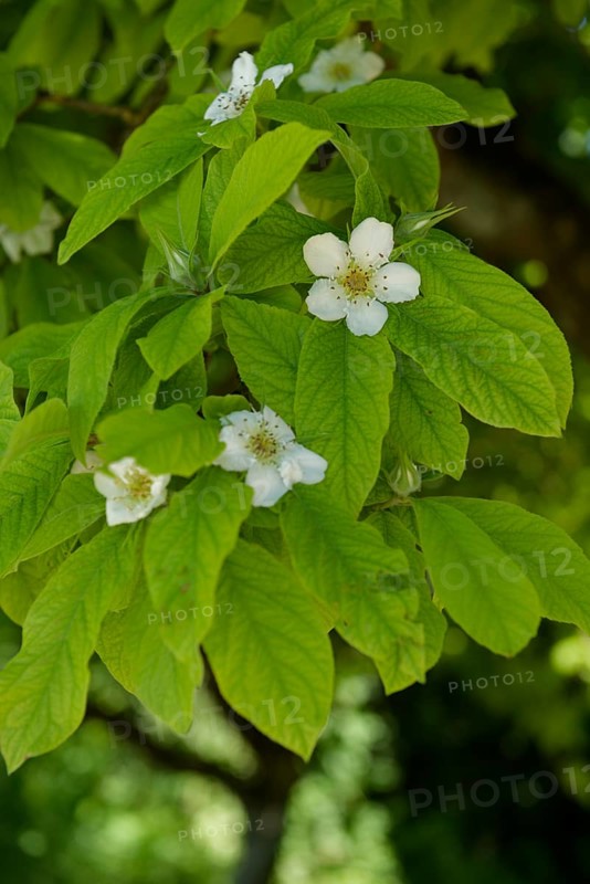 Flowering medlar (Mespilus germanica), rose plant, Schoental, Jagsttal, Jagst, Hohenlohe, Heilbronn-Franken, Baden-Wuerttemberg, Germany, Europe