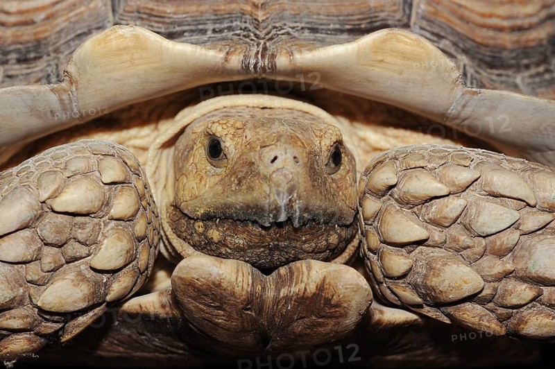 African spurred tortoise (Centrochelys sulcata), male, captive, occurrence in Africa