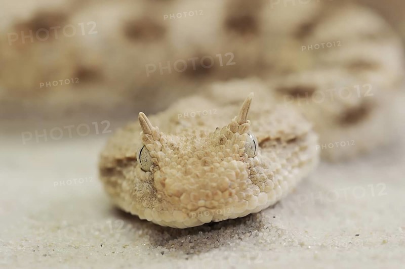 Saharan horned viper (Cerastes cerastes), captive, occurring in Africa
