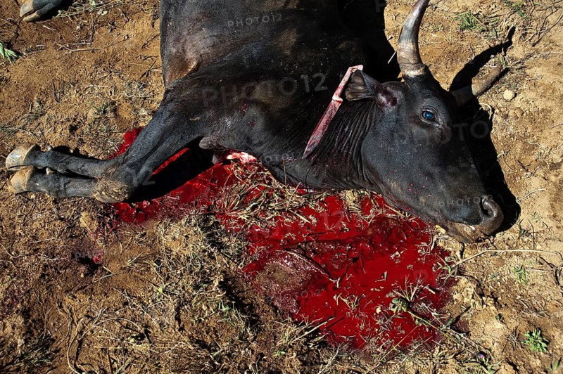 Zebu with throat cut, slaughtered to celebrate the famadihana funerary tradition, Betsileo countryside in Madagascar