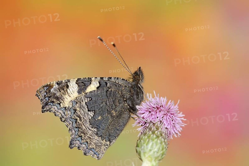 Small tortoiseshell (Nymphalis urticae, Aglais urticae), North Rhine-Westphalia, Germany, Europe