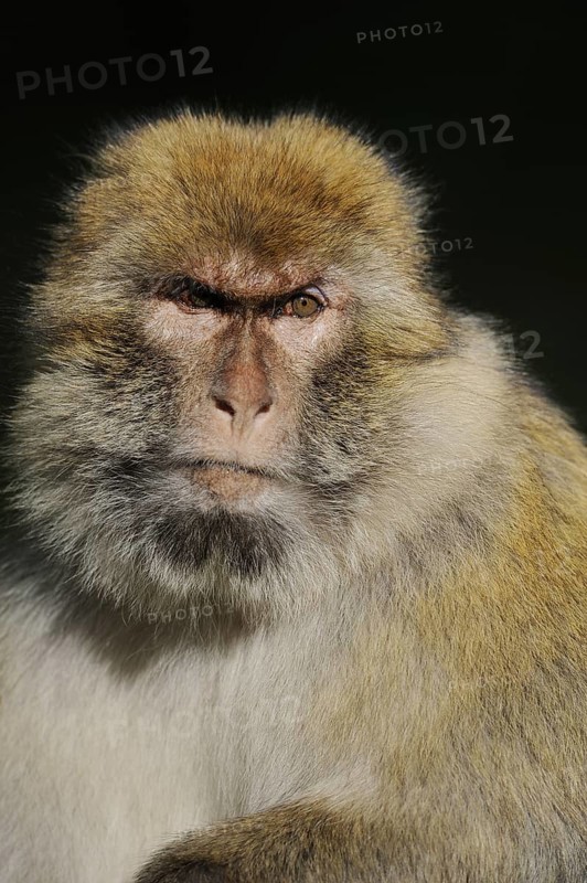 Barbary macaque (Macaca sylvanus), male, portrait, captive, occurring in Morocco, Algeria and Gibraltar